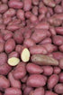 Aardappel Roseval, 500 gram (BIO)