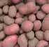 Aardappel Alouette (BIO), 1 kg