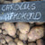 Aardappel Carolus (BIO), 1kg